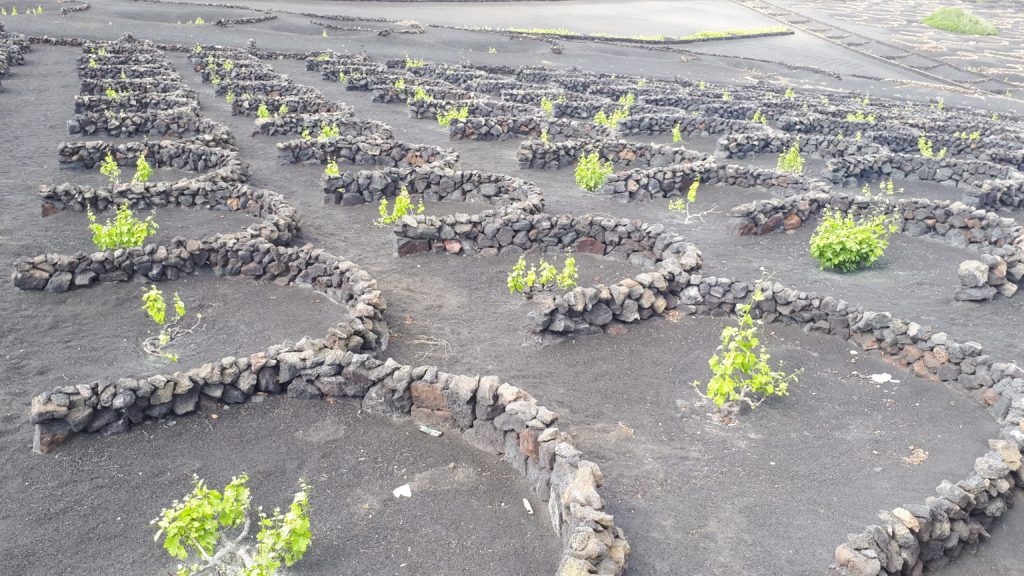 La culture des vignes près de Yaiza - Lanzarote