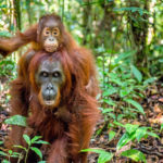 Escapade à Bornéo : une rencontre inoubliable avec les orangs-outans