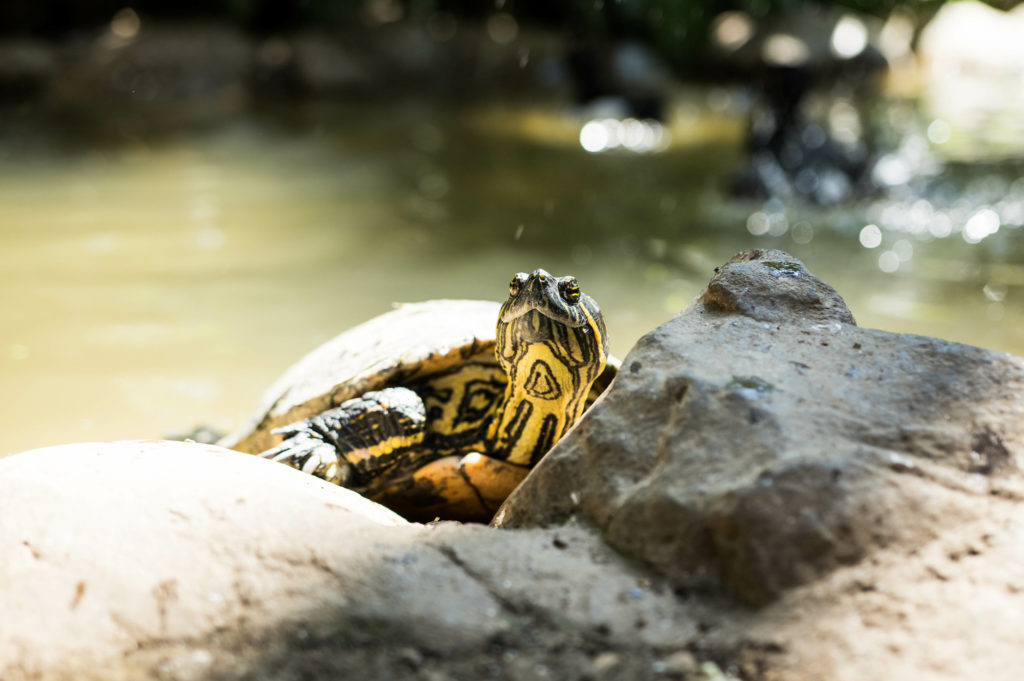 Tortue à Changuu