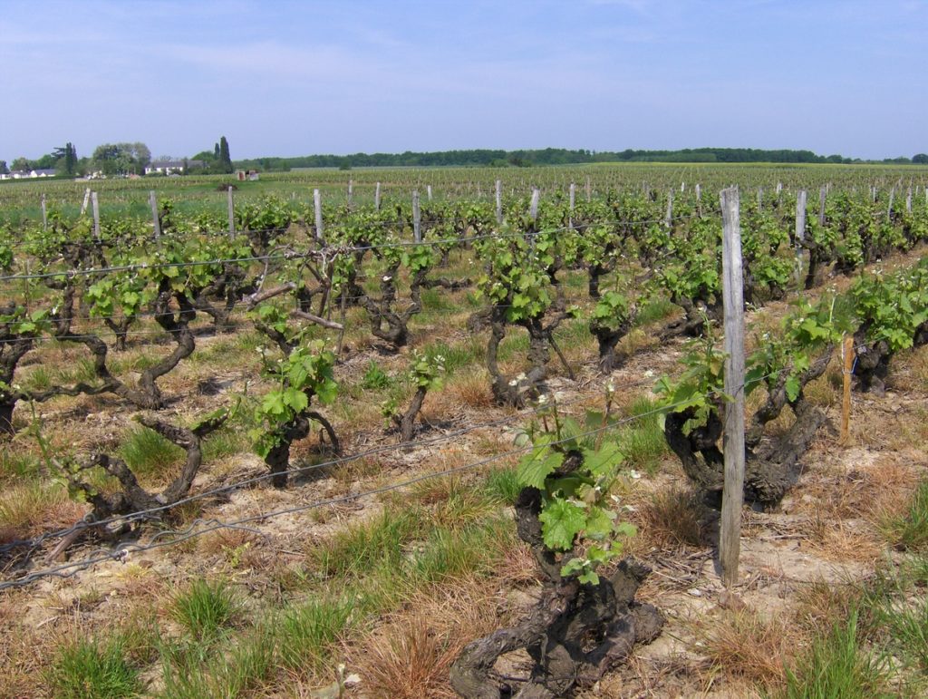 Vignes Vouvray