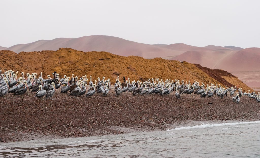 Ballestas