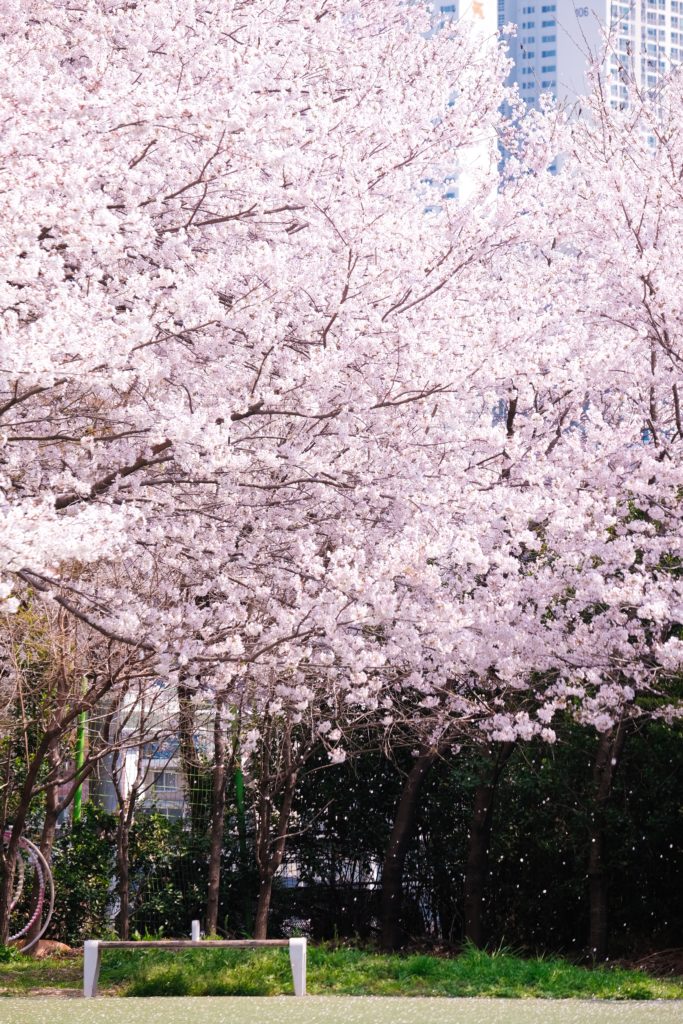 Cerisier à Busan