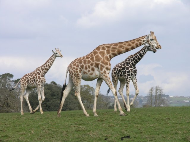 Fota Wildlife