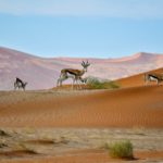 Quelles sont les 10 choses à voir lors d'un voyage en Namibie ?